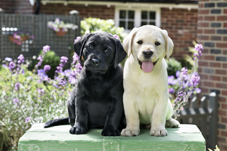 Labrador Puppies DP1446