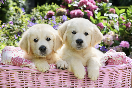 Golden Retriever Puppies DP1449