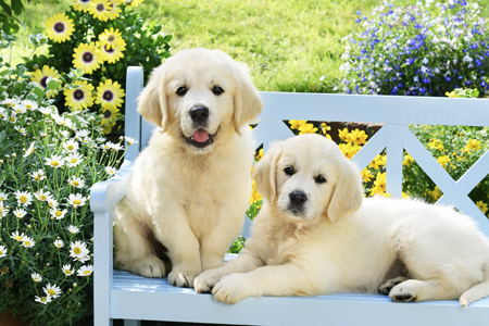 Golden Retriever Puppies DP1450