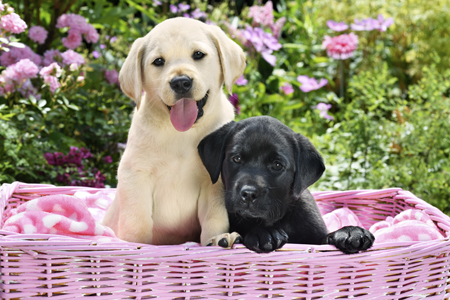 Two Labrador Puppies DP1451