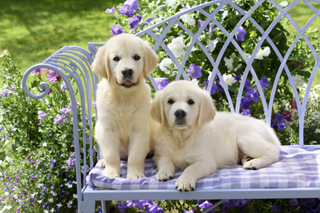 Golden Retriever Puppies DP1453