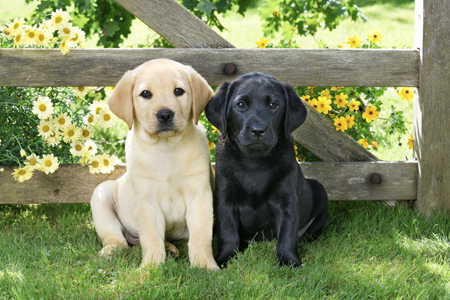 Two Labrador Puppies DP1455