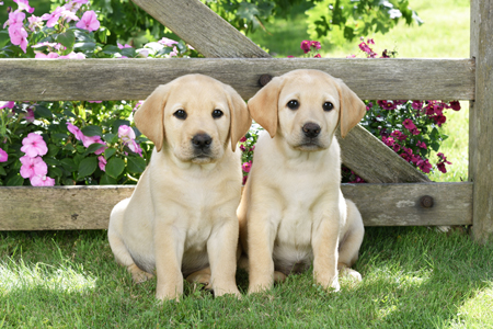 Two Labrador Puppies DP1456