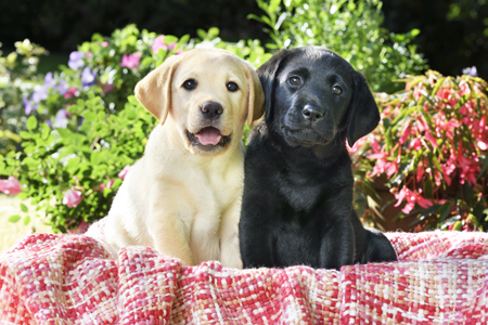 Two Labrador Puppies DP1457