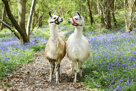 Two Llamas In Bluebell Wood FRM209B