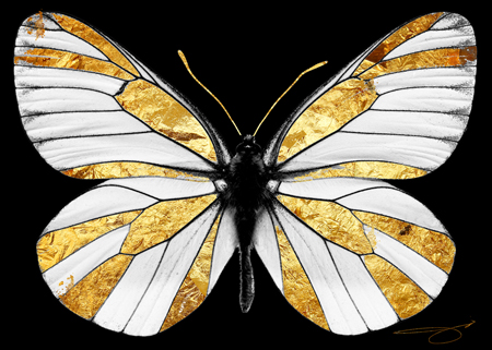 White Butterfly Gold