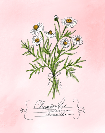 Chamomile