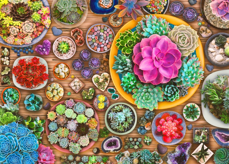 Succulents