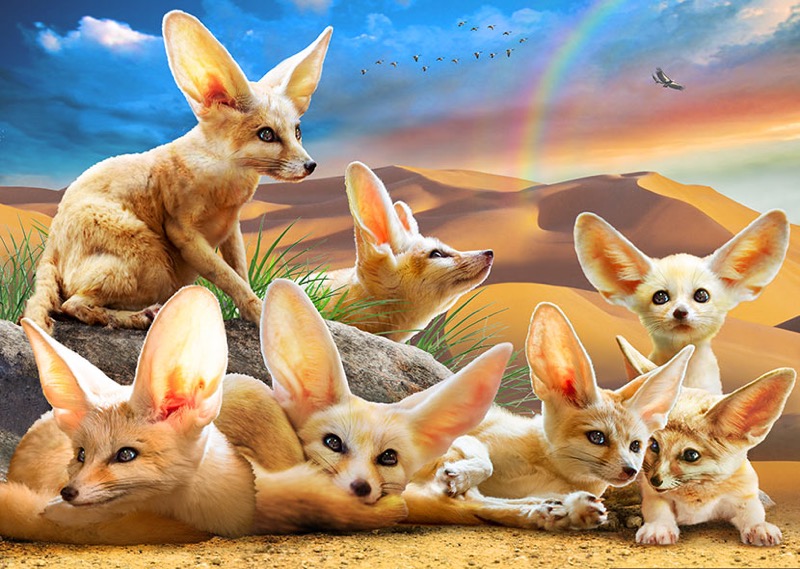 Fennec Foxes