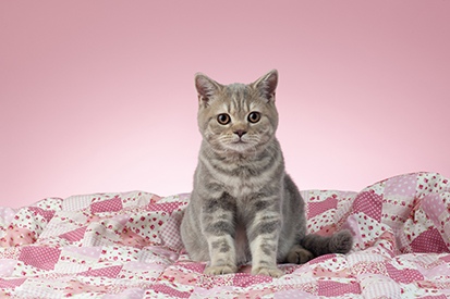 British Shorthair Cat CK680