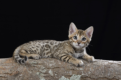 Bengal Kitten On Log CK682