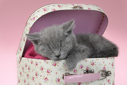 British Blue Kitten Sleeping In Vanity Case CK686