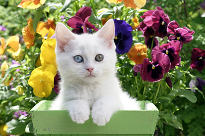 White Kitten CK694