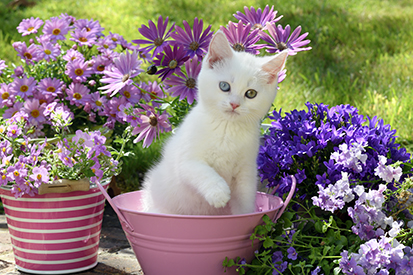 White Kitten In Garden Pot CK696