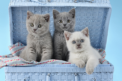 Three Kittens In Blue Chest CK699