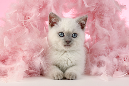 Colourpoint Kitten In Pink Feathers CK700