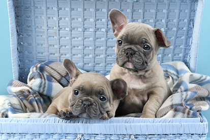 Two French Bulldog Puppies DP1473