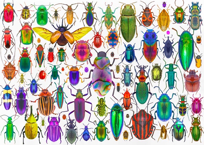 Beetles