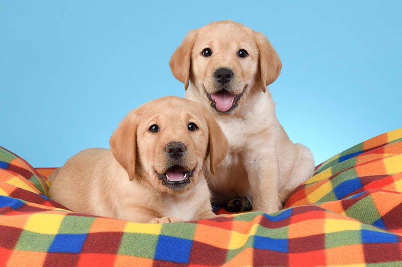 Two Yellow Labrador Puppies DP1480