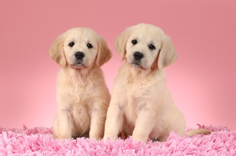 Two Golden Retriever Puppies D14554