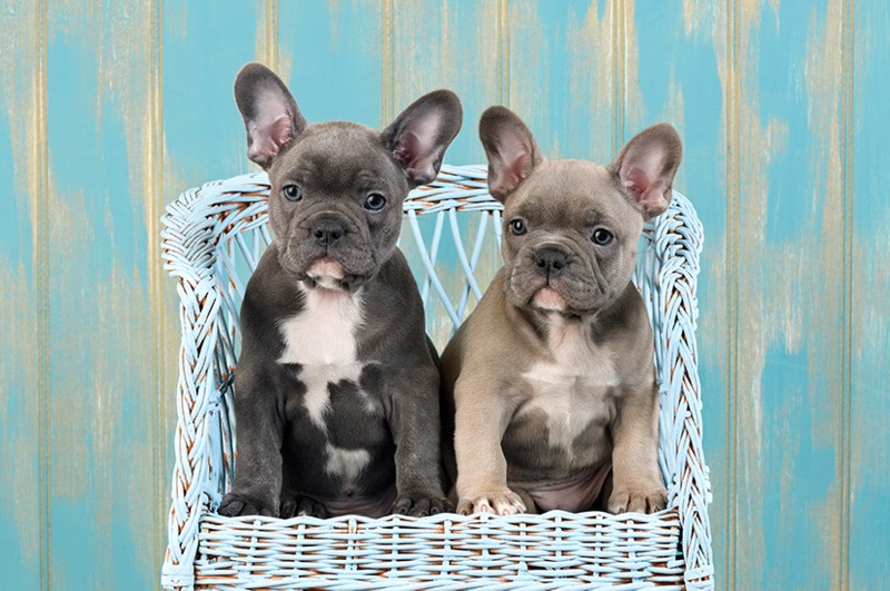 Two French Bulldog Puppies DP1458