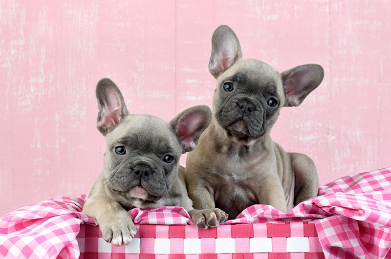 Two French Bulldogs DP1459