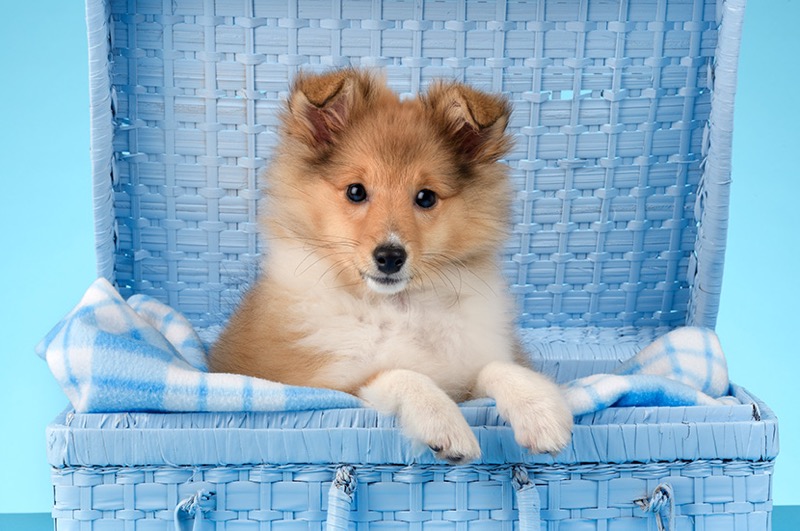 Shetland Sheepdog DP1461