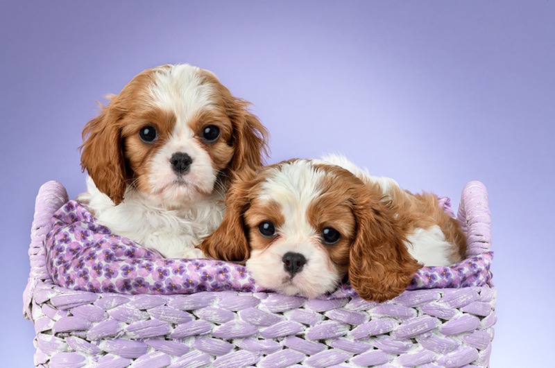 Two King Charles Spaniel Puppies DP1462