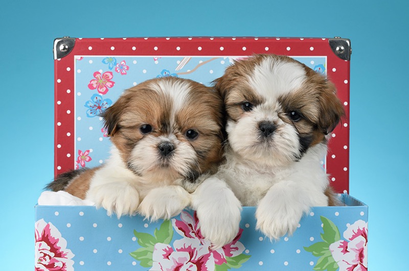 Two Shih Tzu Puppies DP1463