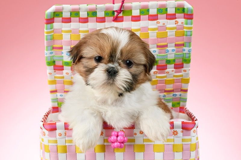 Shih Tzu Puppy DP1464