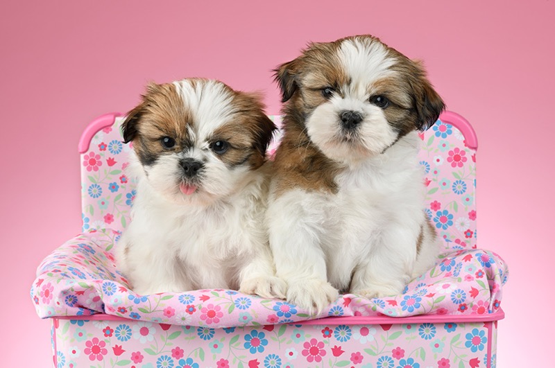 Two Shih Tzu Puppies DP1465