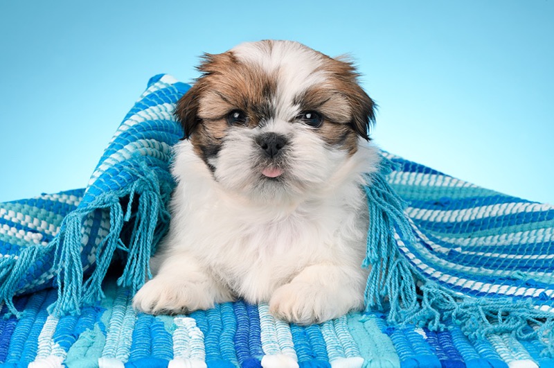 Shih Tzu Puppy Under Blue Blanket DP1466