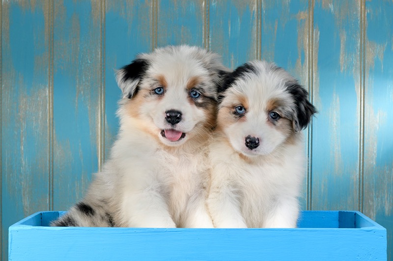 Two Australian Sheepdog Puppies