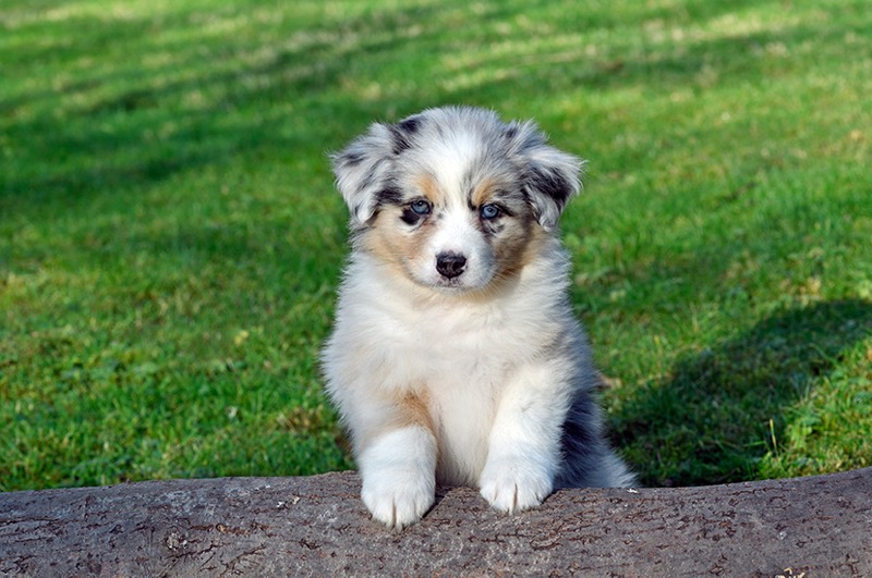 Australian Sheepdog Puppy DP1468