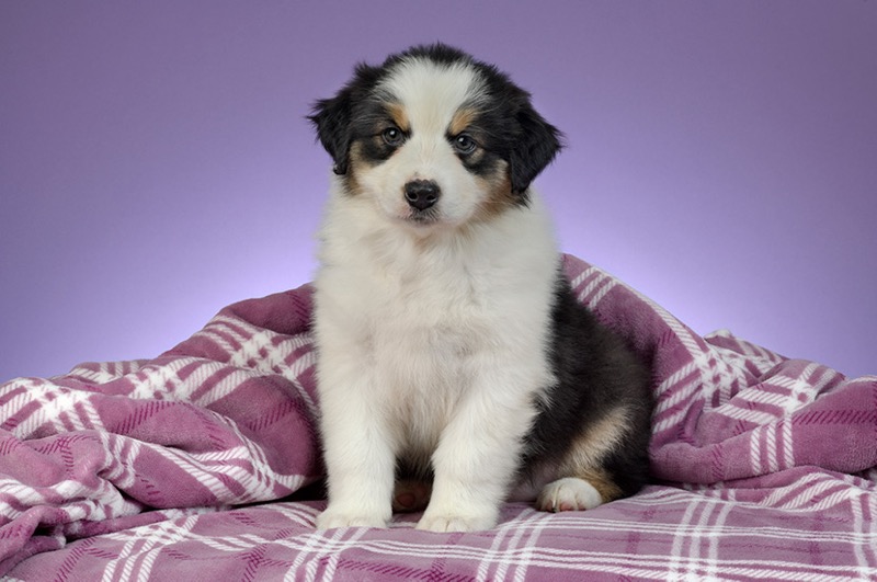 Australian Sheepdog Puppy DP1469