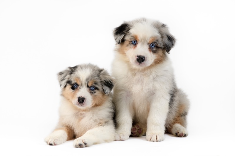 Two Australian Sheepdog Puppies DP1470