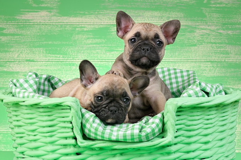 Two French Bulldogs DP1472