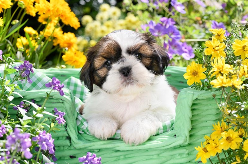 Shih Tzu Puppy DP1475