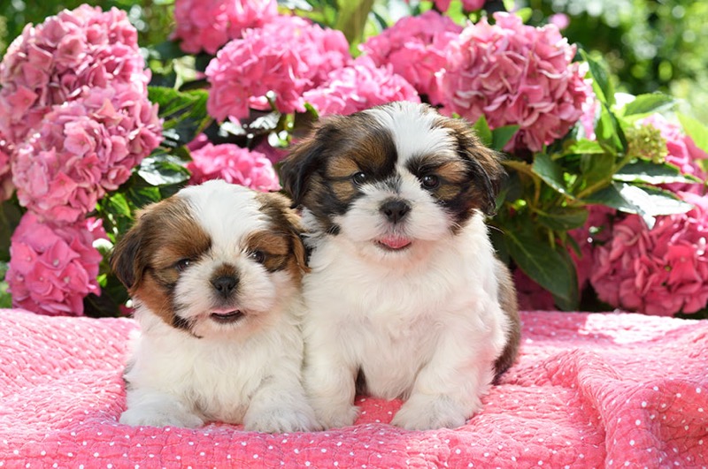 Two Shih Tzu Puppies DP1476