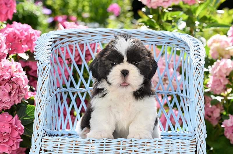 Shih Tzu Puppy DP1477