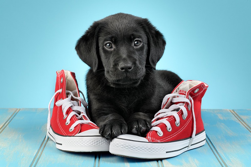 Black Labrador Puppy DP1478