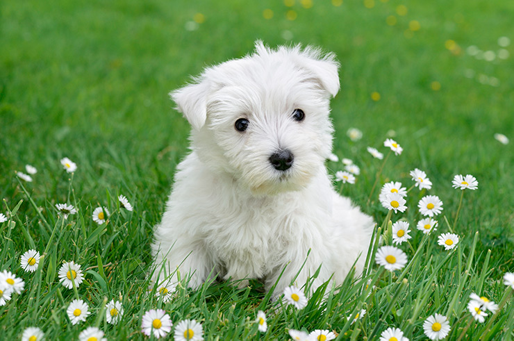 West Highland White Terrier Puppy DP1482