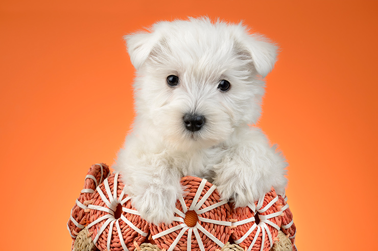 West Highland White Terrier Puppy DP1483