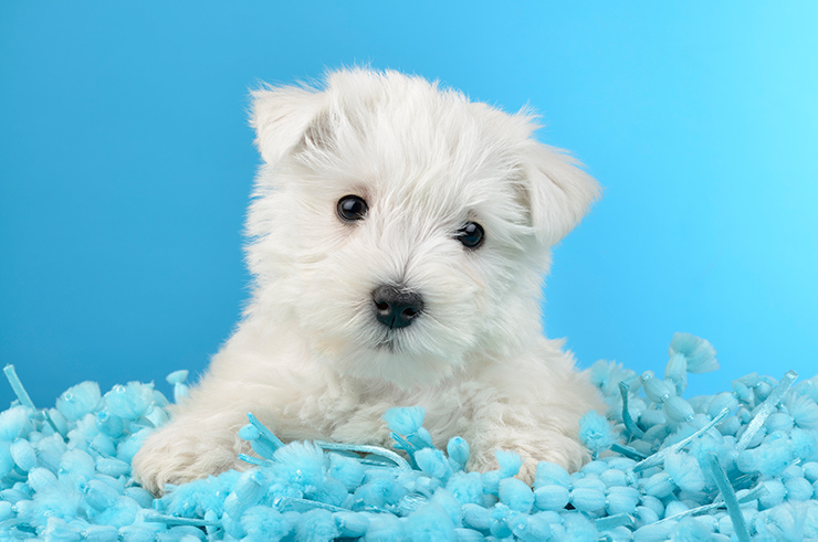 West Highland White Terrier Puppy DP1484