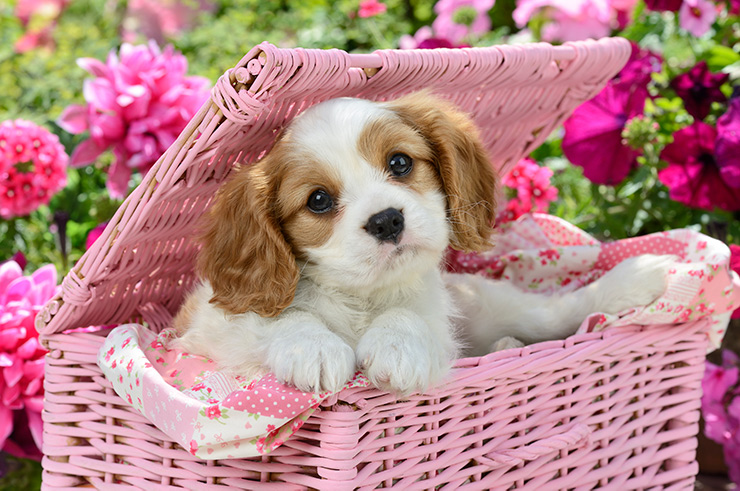 King Charles Spaniel Puppy DP1485