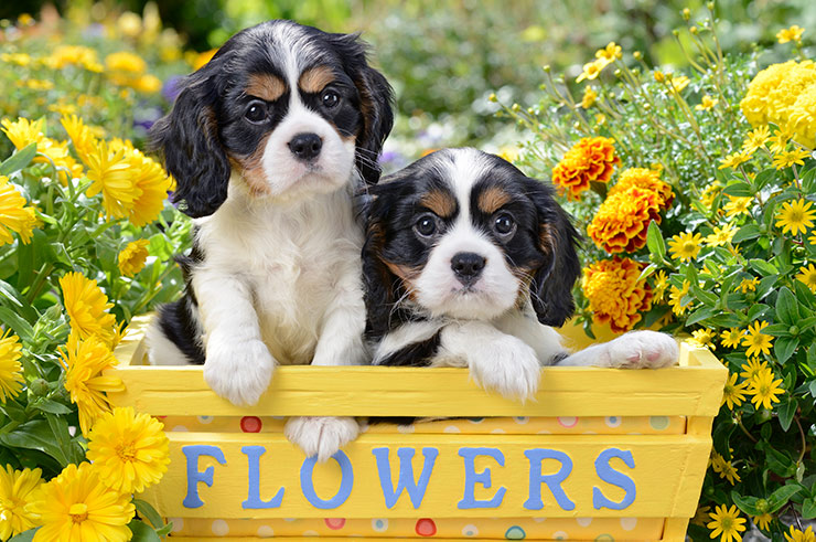 Two King Charles Spaniel Puppies DP1486