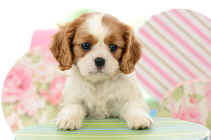 King Charles Spaniel Puppy DP1487