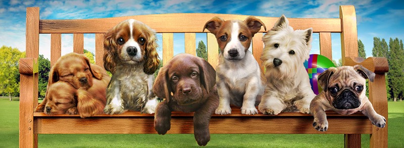 Puppies On A Bench