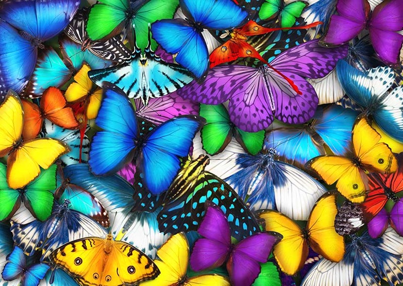 Butterflies