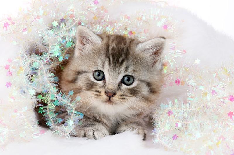 Christmas Kitten C626